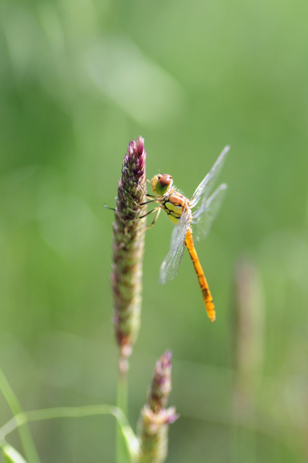 Sympetrum ?